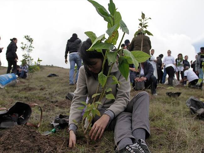 Ministerio de Agricultura le apuesta a recuperar las áreas deforestadas del país. Foto: Colprensa