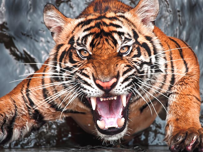 Tigre rugiendo mientras sale del agua. Foto: Getty Images.