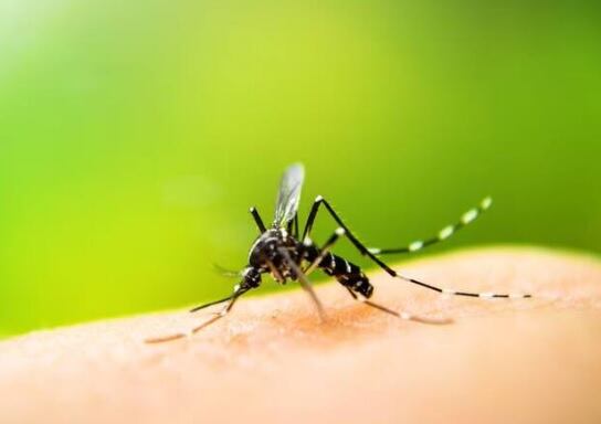Dengue- Getty Images