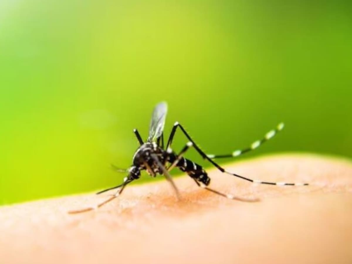 Alarma por indicadores de dengue en Córdoba: autoridades confirman 7 muertes y más de 9.000 casos