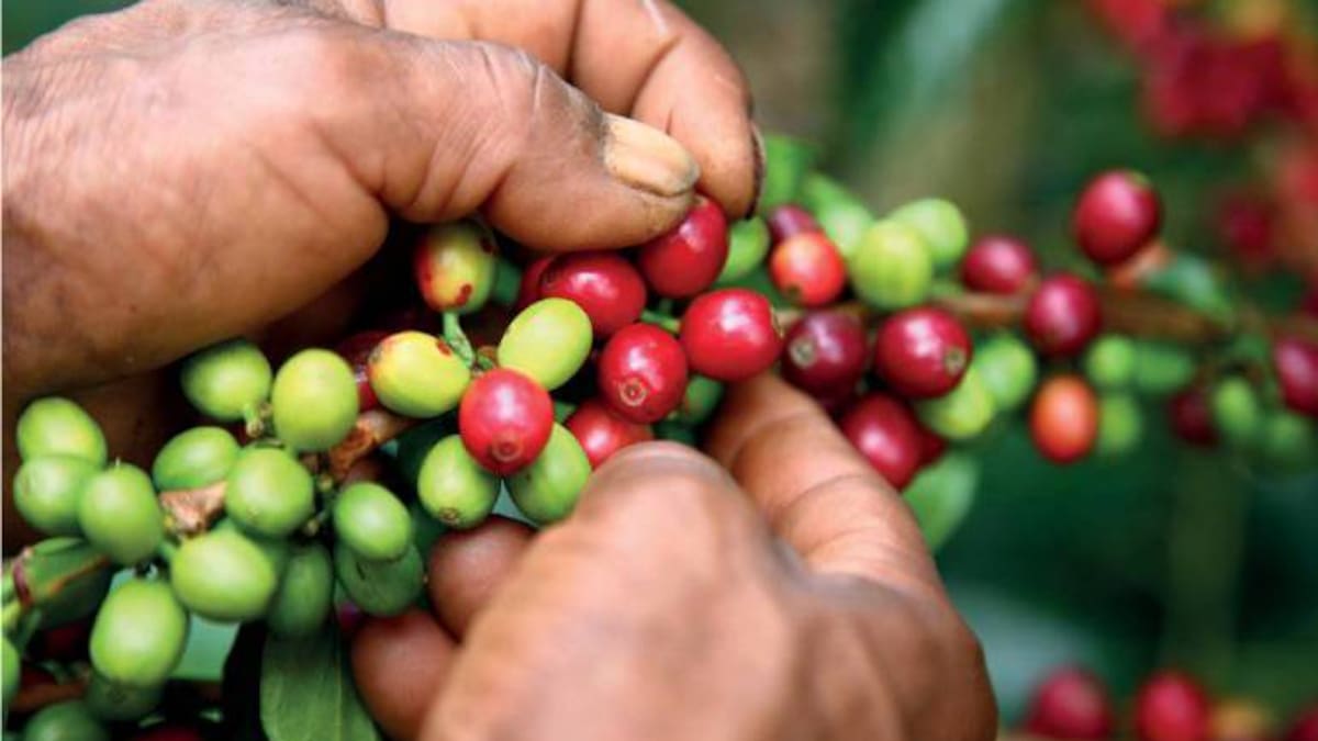 Comité de Cafeteros en Norte de Santander busca fortalecer los cultivos del grano