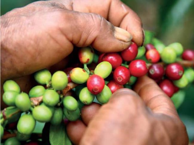 Cultivo de café. / Foto: Colprensa.