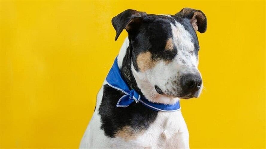 Los hechos sucedieron en marzo de 2020, cuando Rafael Antonio Rincón Achury atacó con una pistola de balines al canino. Foto: Cortesía