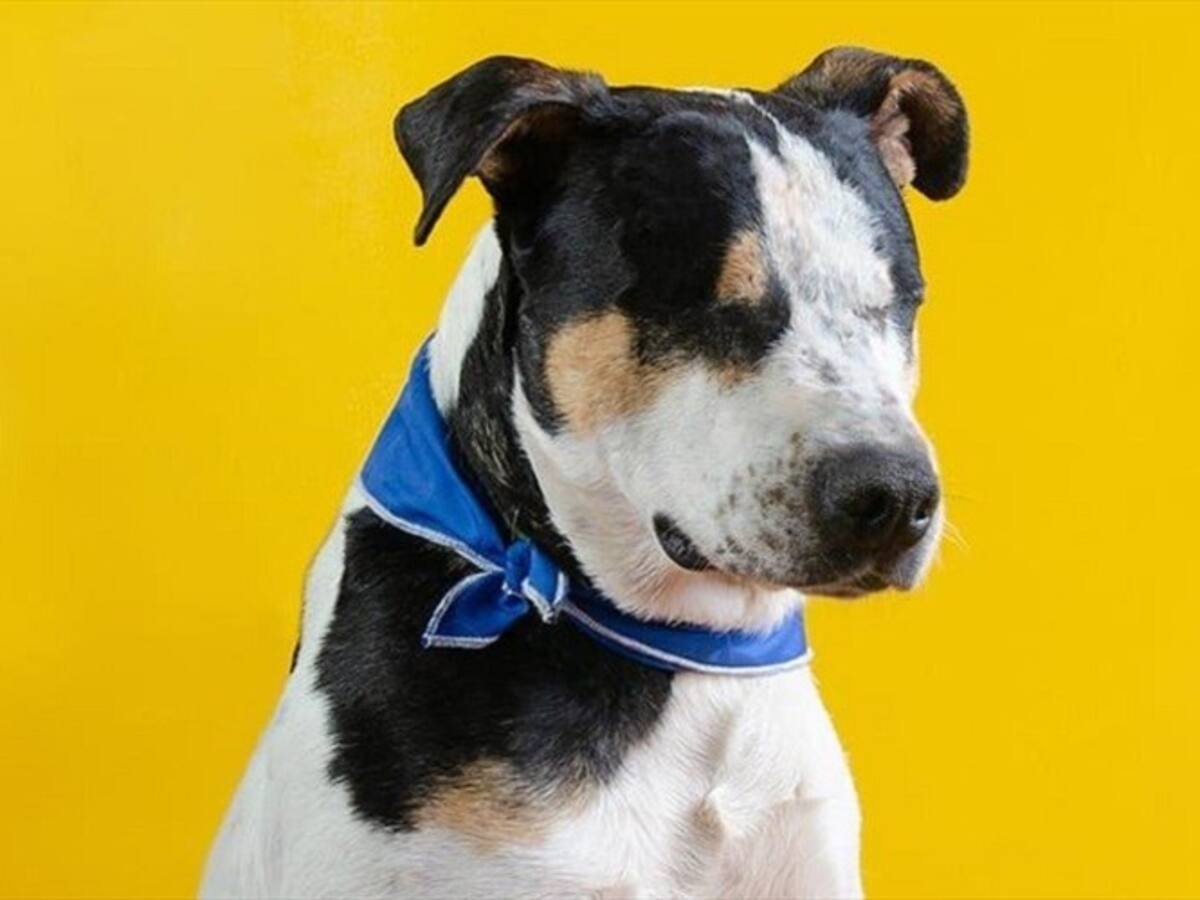 Condenan a hombre que dejó ciego a ‘Thor’, un perro en Zipaquirá