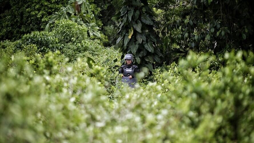 Estados Unidos, en representación del subsecretario interino de Estado, certificó que el Gobierno de Colombia continúa implementando una estrategia antinarcóticos. Foto: Colprensa / ÁLVARO TAVERA