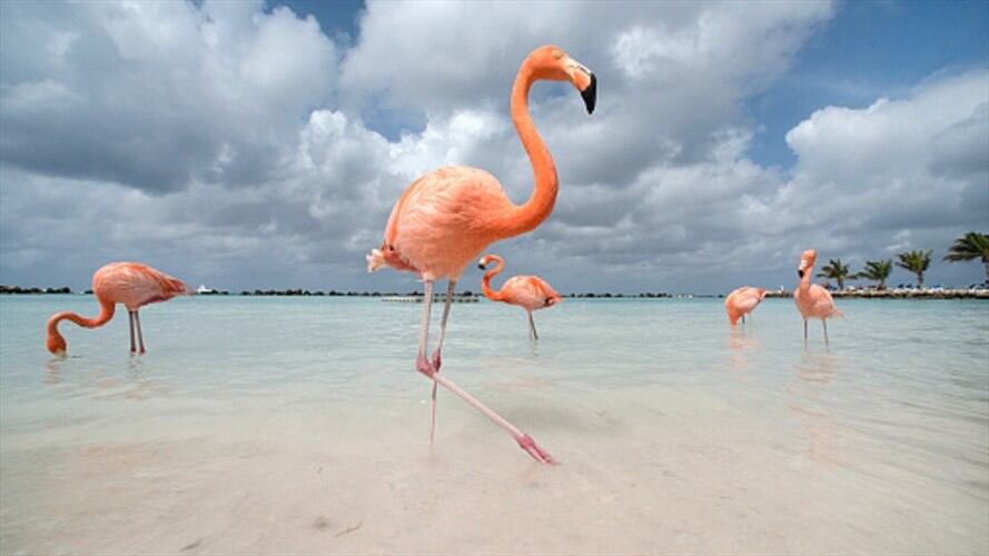 La empresa de diseño Pantone reveló cuál será la tonilidad que dominará este nuevo año.. Foto: Getty Images