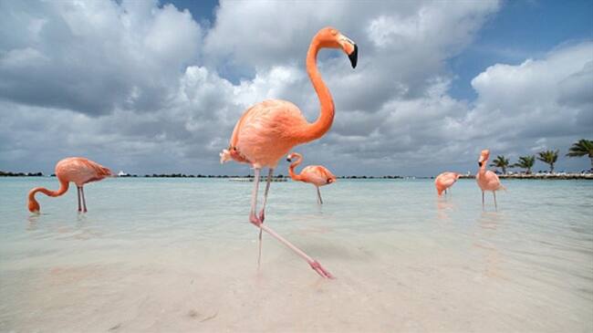 La empresa de diseño Pantone reveló cuál será la tonilidad que dominará este nuevo año.. Foto: Getty Images