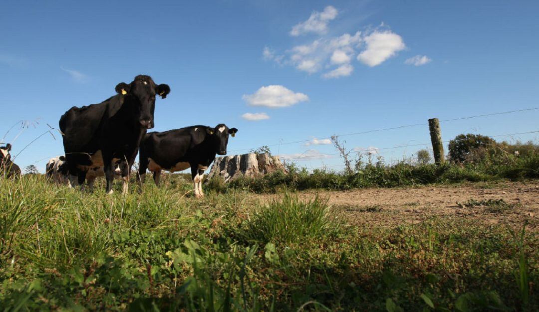 FEDEGAN. Foto referencia.