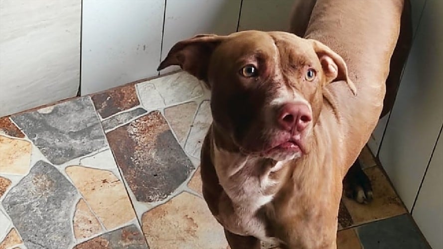 'Nail' atacó a una niña mordiéndole la cara y dejando sin mano a su madre, en Piedecuesta. Foto: Alcaldía de Piedecuesta