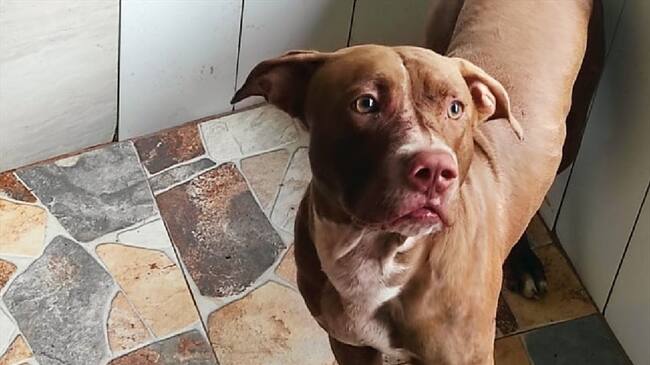 'Nail' atacó a una niña mordiéndole la cara y dejando sin mano a su madre, en Piedecuesta. Foto: Alcaldía de Piedecuesta