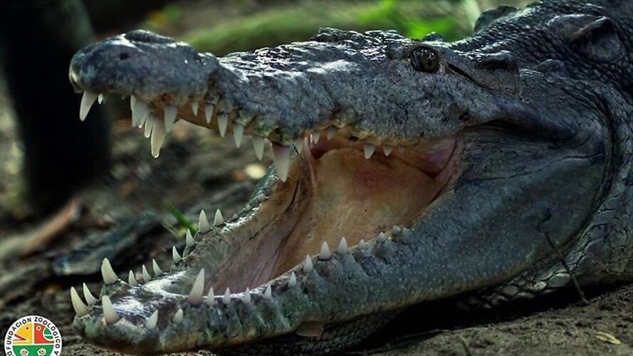 Caimán Aguja puso un huevo en el río Bogotá . Foto: Colprensa