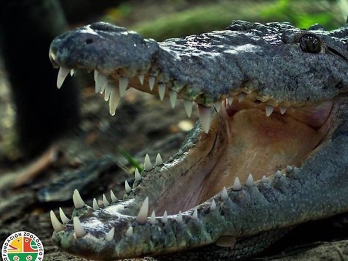 Caimán Aguja puso un huevo en el río Bogotá