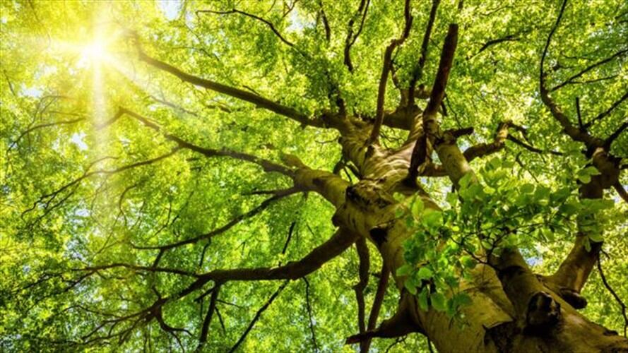 Un árbol reduce en su entorno entre un 7% y un 24% del material particulado, uno de los tipos más dañinos de contaminación. Thinsktock, tomada de BBC Mundo.