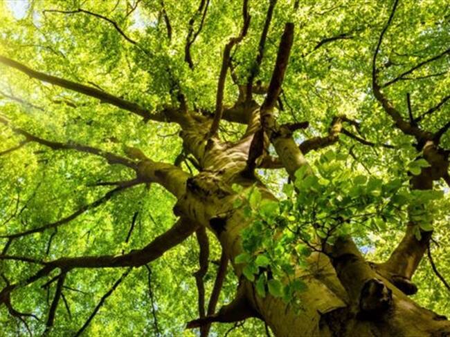 Un árbol reduce en su entorno entre un 7% y un 24% del material particulado, uno de los tipos más dañinos de contaminación. Thinsktock, tomada de BBC Mundo.