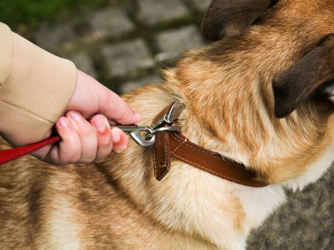 Imagen de referencia de mascotas. Foto: Getty Images.