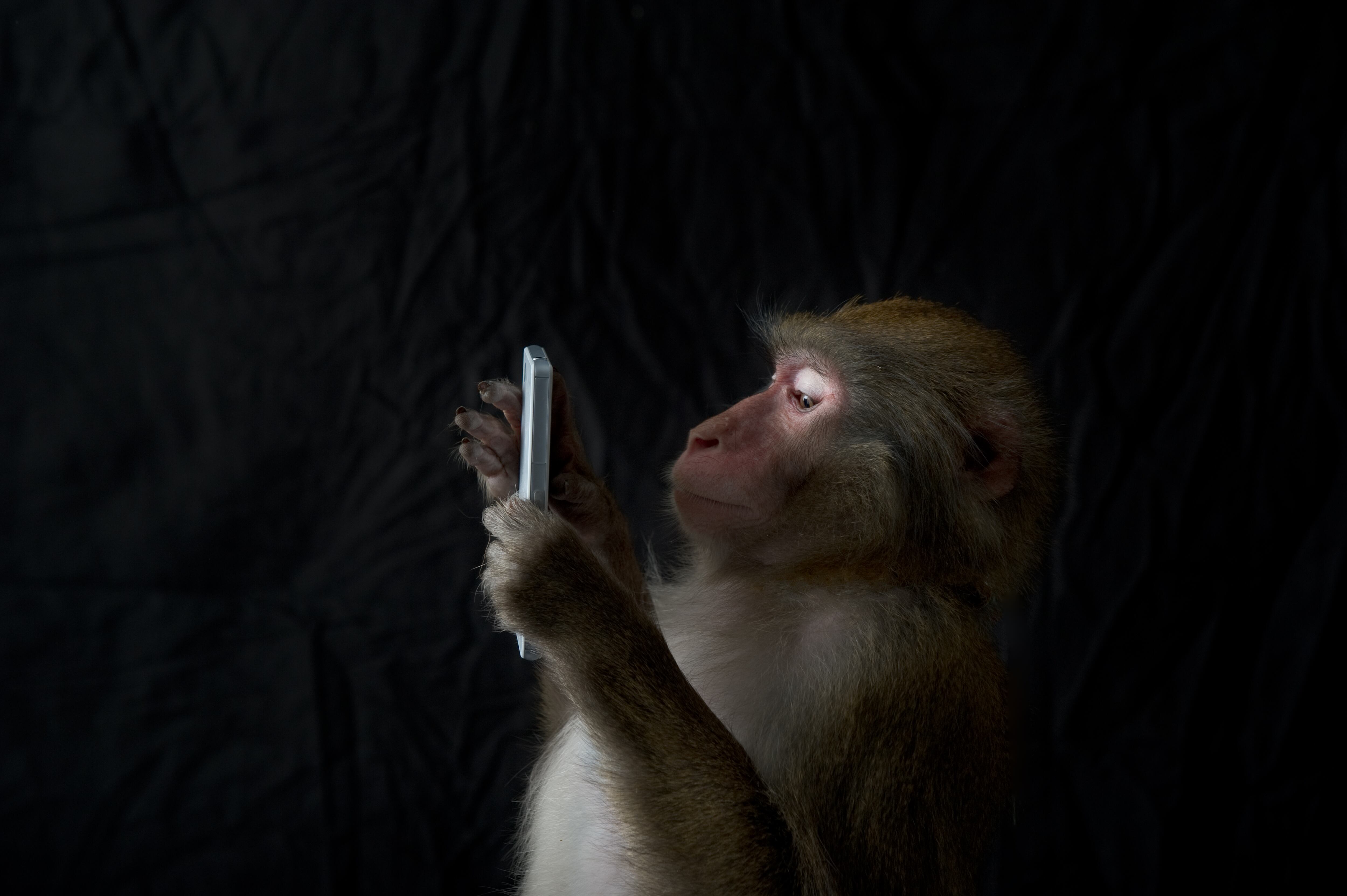 The portrait of the Japanese monkey that looked to have a smartphone. Black background