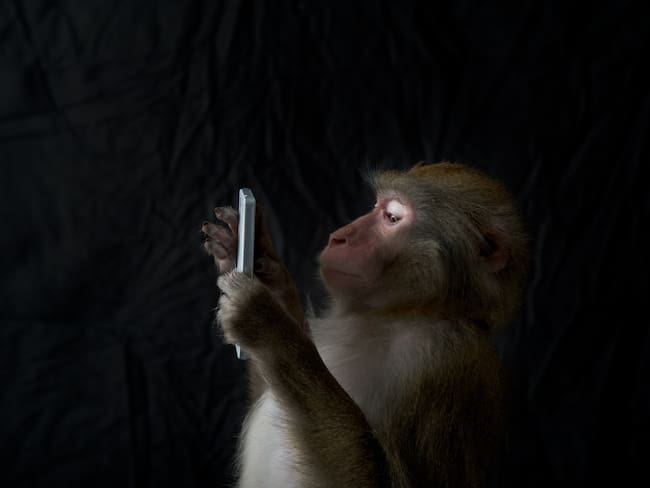 The portrait of the Japanese monkey that looked to have a smartphone. Black background