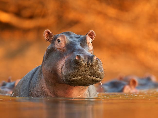 Hipopótamo / Getty Images