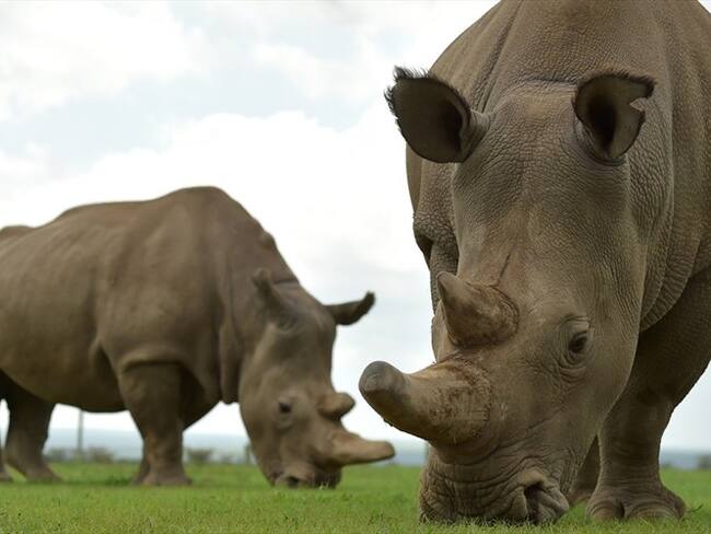 Estos embriones representan la última esperanza para el rinoceronte blanco del Norte.. Foto: Agencia AFP
