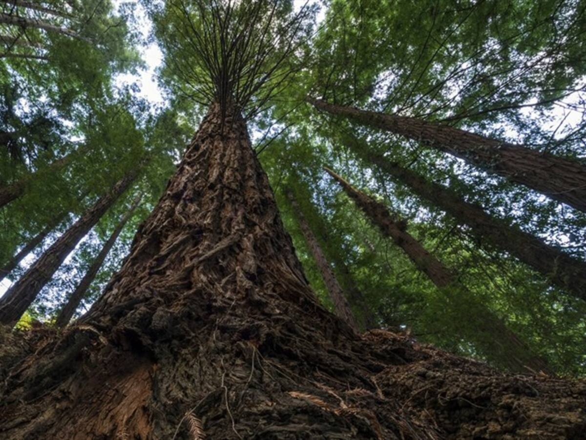 Tecnología láser mide la biomasa en los árboles más grandes del mundo