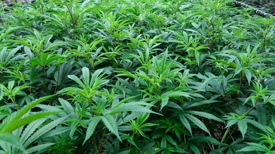 La empresa de cannabis califica como engañoso y malicioso el informe de Hindenburg Research.. Foto: Getty Images