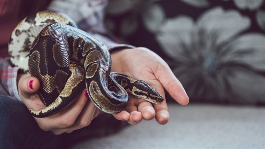 Foto de referencia de una mujer con una serpiente. Foto: Getty Images/urbazon