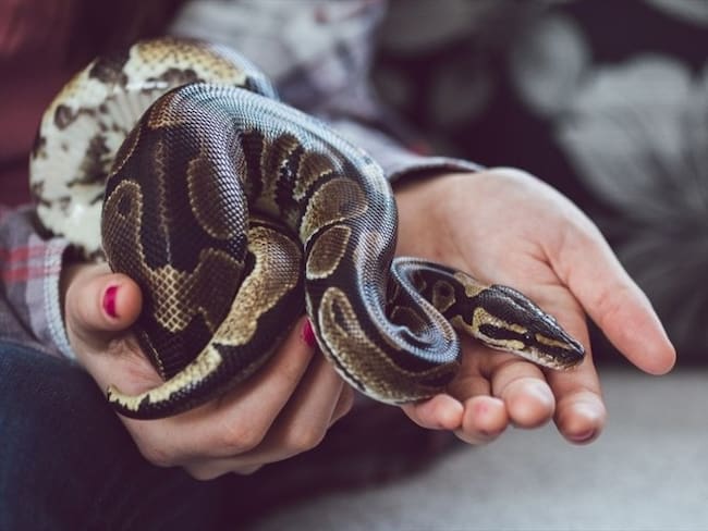 Foto de referencia de una mujer con una serpiente. Foto: Getty Images/urbazon