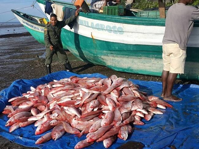 El plan del ministerio de Agricultura para combatir la pesca ilegal. Foto: Colprensa