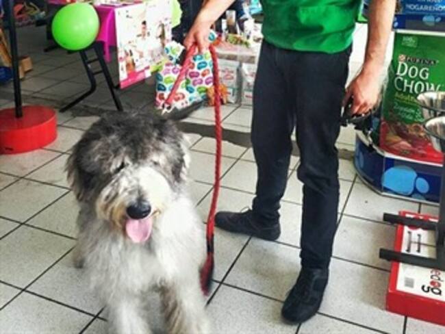 Silveragro, el mejor lugar para su mascota