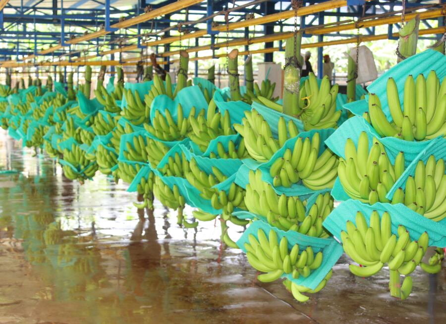 Imagen de referencia/ Asbama