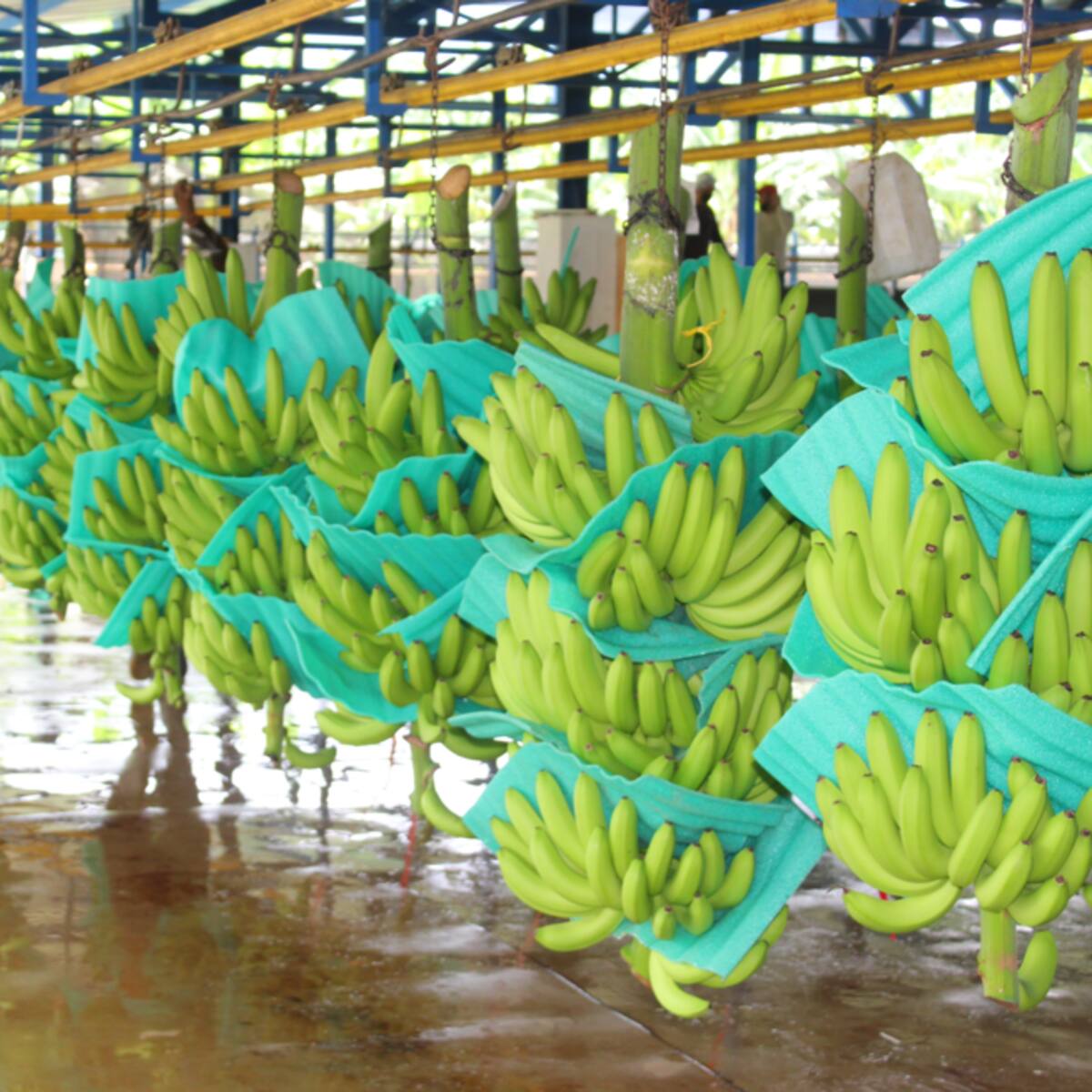 ASBAMA e ICA hacen prevención y contención de Fusarium en 305 fincas de banano y plátano
