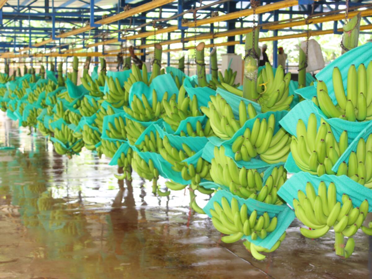 ASBAMA e ICA hacen prevención y contención de Fusarium en 305 fincas de banano y plátano