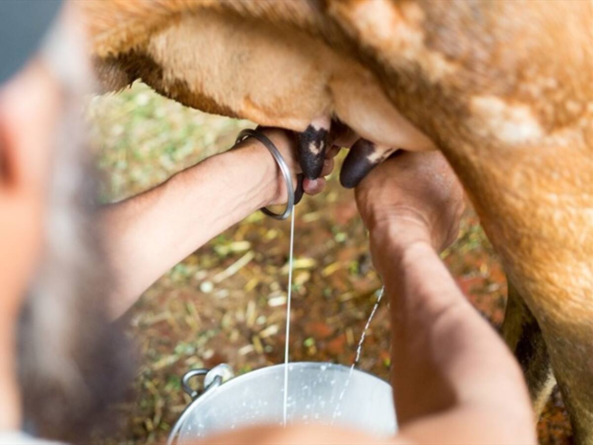 Un millón de litros de leche no han podido ser recogidos: Gerente del comité ganadero