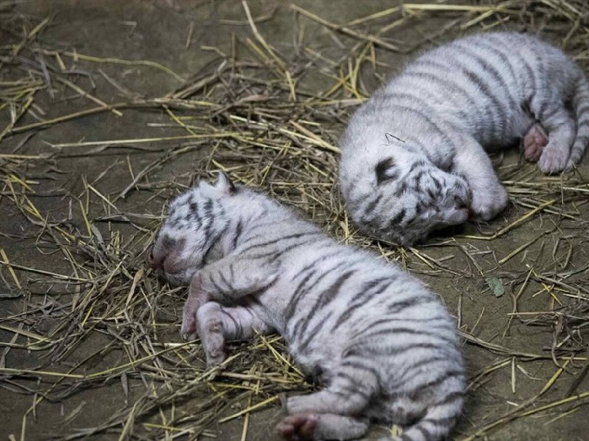 Nacen tres tigres blancos de bengala en el Zoológico Nacional de Nicaragua