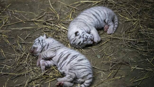 Tres tigres blancos de bengala fueron presentados por las autoridades del Zoológico Nacional de Nicaragua. Foto: EFE/Jorge Torres
