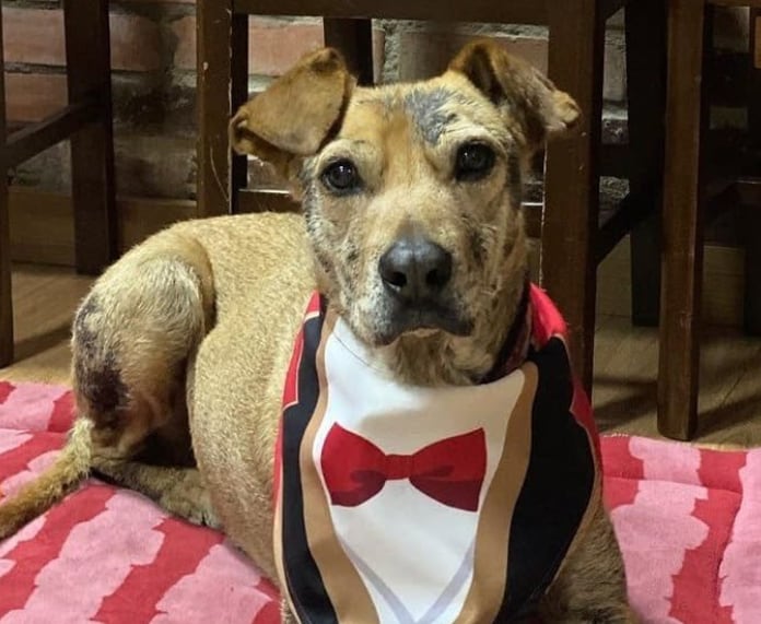 ‘Serafín’, perro de Daniel Samper Ospina. Foto: X @DanielSamperO