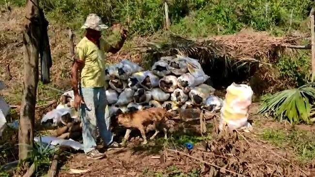 En Sigue La W, campesinos denuncian que les dan $25.000 por el bulto de ñame que cultivan por un año.. Foto: Pantallazo video