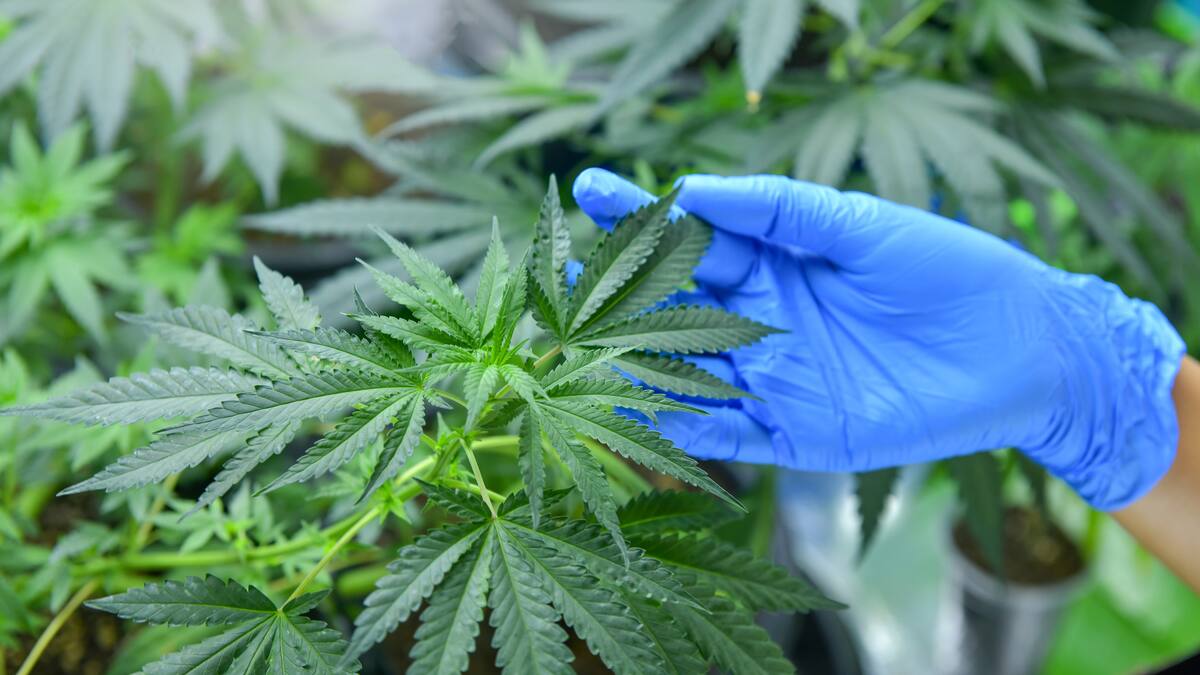Empresa de cannabis medicinal cerrará: denuncian “falta de voluntad política”