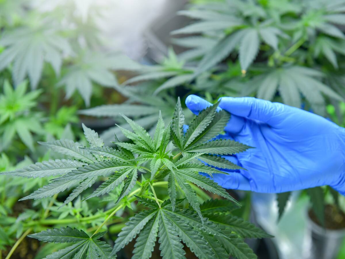 Al Oído: ¡Regúlenla ya! ¿Saldrá humo del Congreso o se ahogarán en él?