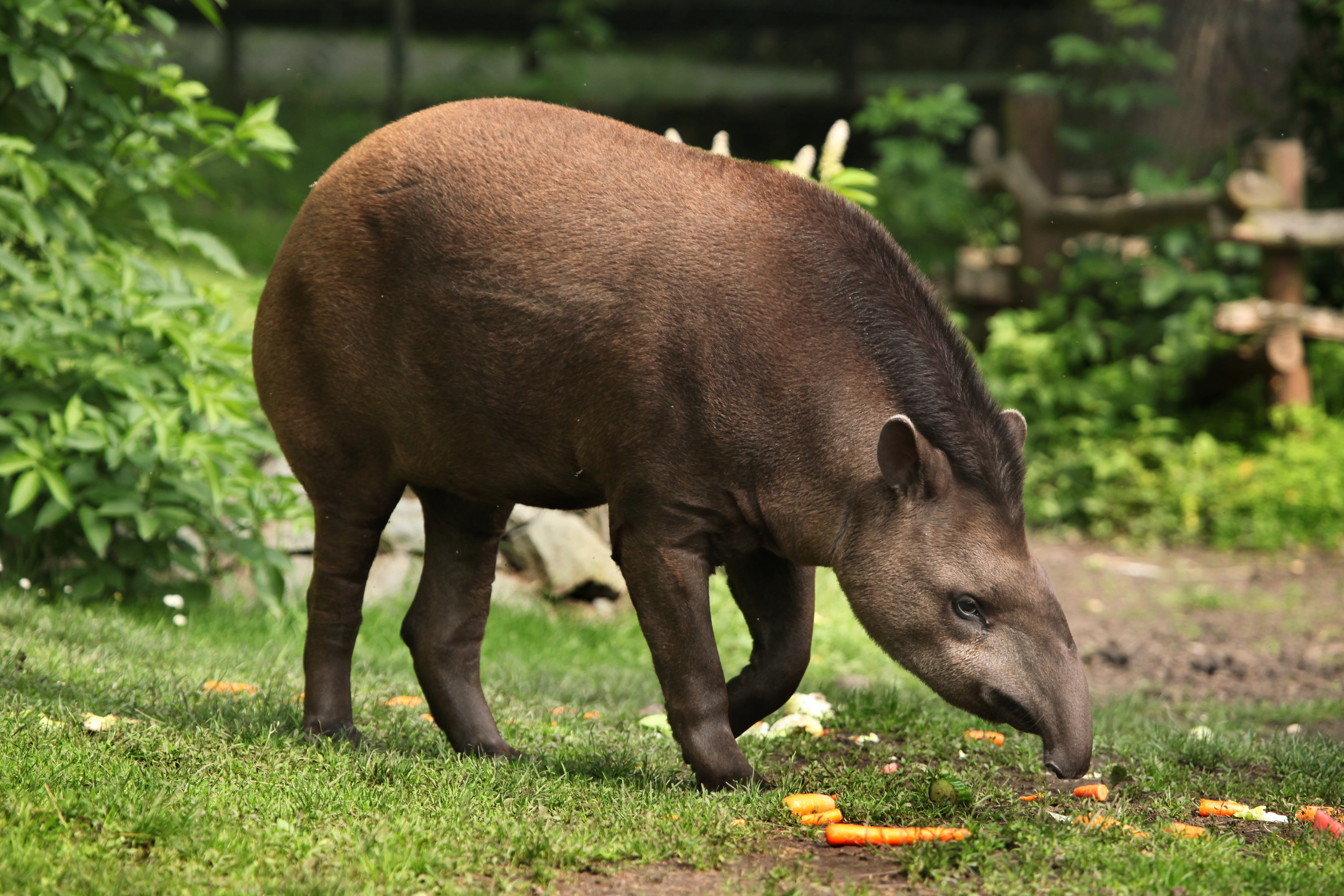 Tapir Amazónico. Foto: Getty Images
