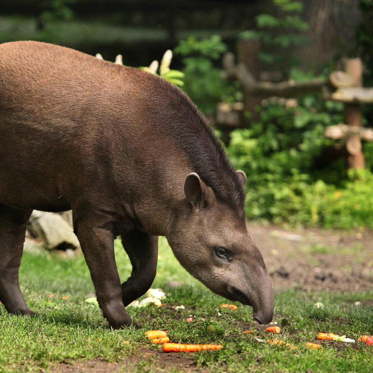 El mamífero más grande de Sudamérica habita en Colombia: Hay 3 tipos del curioso animal en el país