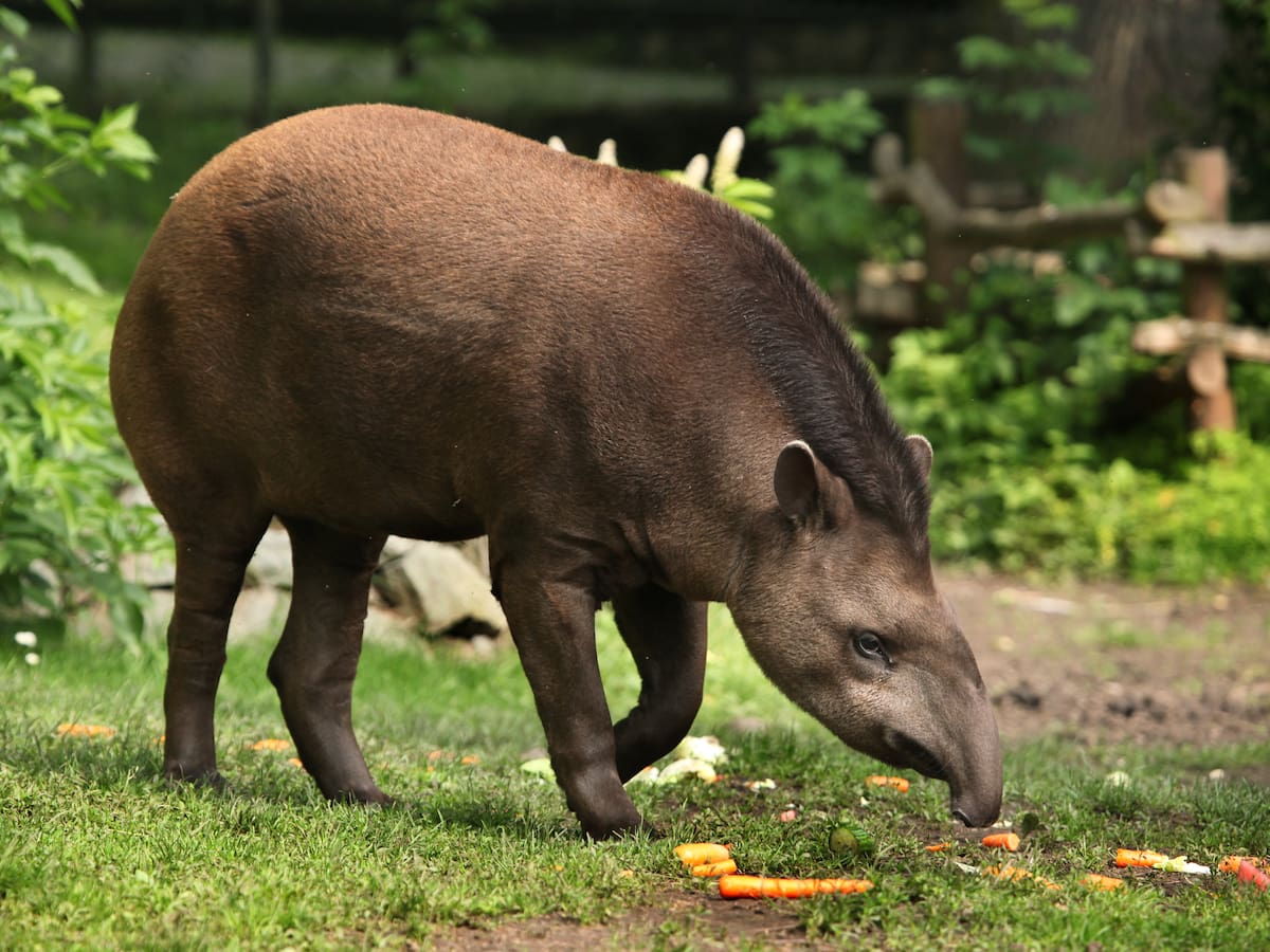 El mamífero más grande de Sudamérica habita en Colombia: Hay 3 tipos del curioso animal en el país