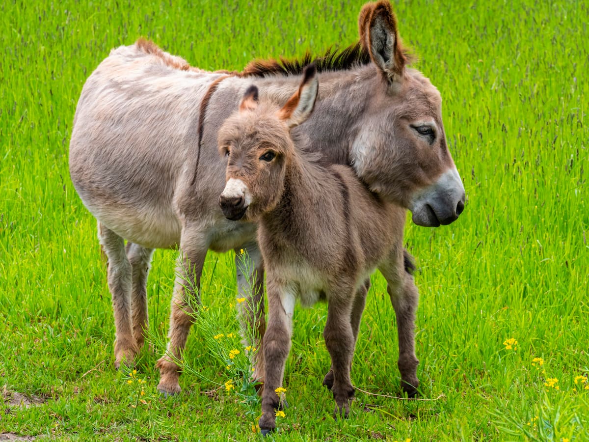 Estos han sido los atentados con animales en Colombia
