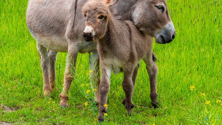 “Muy decepcionante”: representante Jennifer Pedraza sobre aprobación de Código Electoral