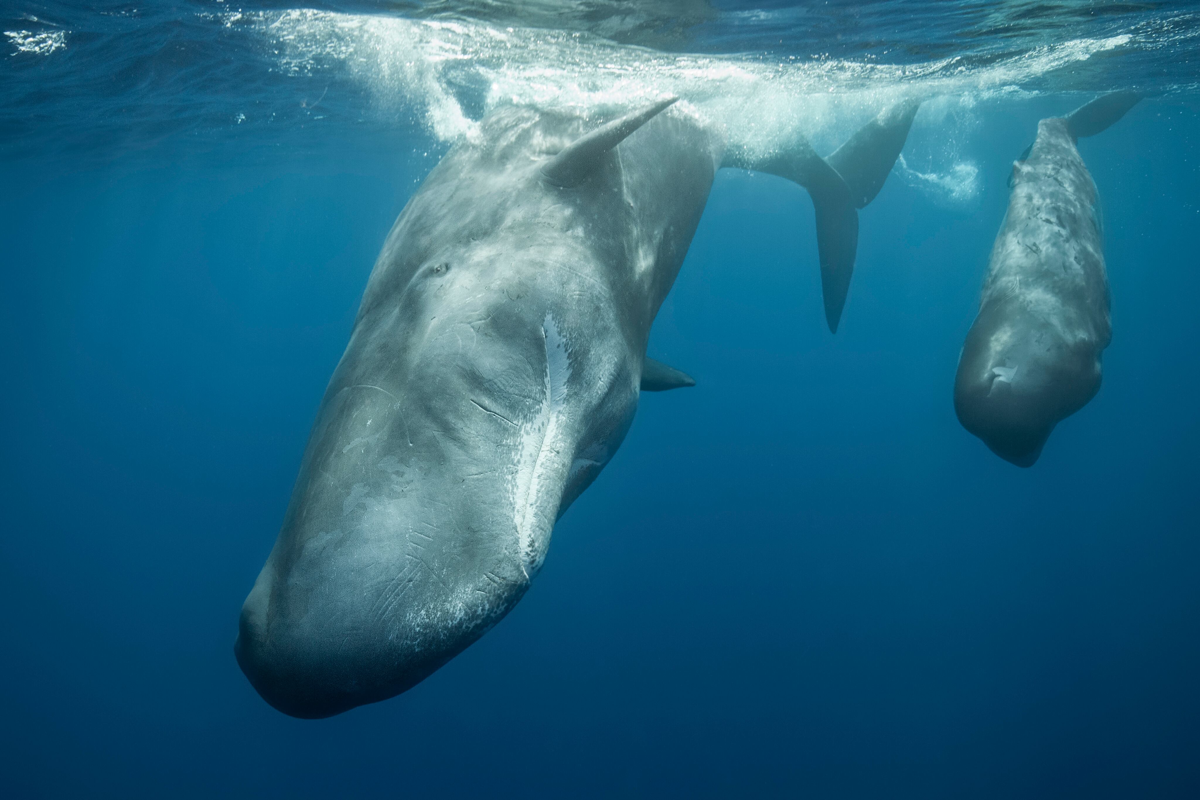 Grupo de cachalotes - Getty Images