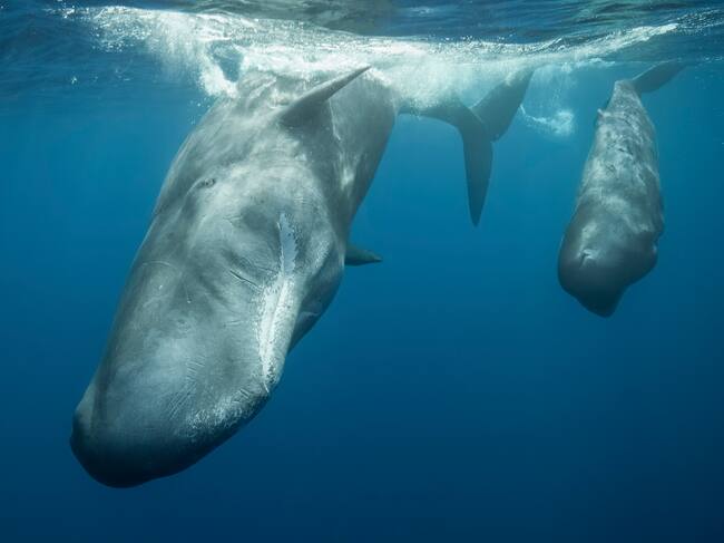 Grupo de cachalotes - Getty Images