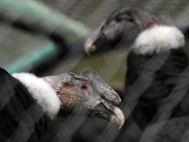 Los dos cóndores fueron llevados al parque Jaime Duque hace dos meses. Foto: Colprensa