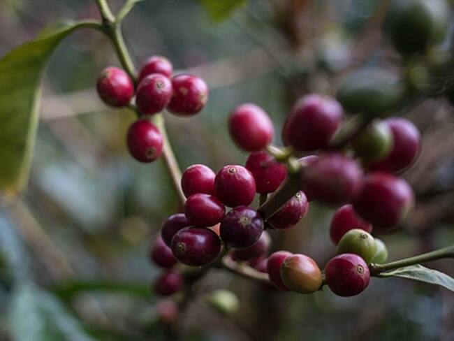 Producción de café en julio creció un 25%. Foto: Getty Images