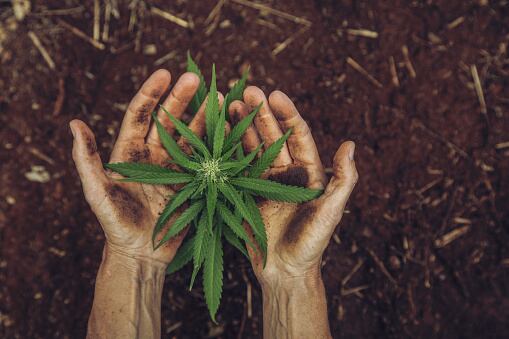 Imagen de referencia cannabis medicinal. Foto: Getty