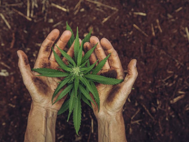 Las obras de arte en el metaverso que contribuyen a la siembra de cannabis medicinal